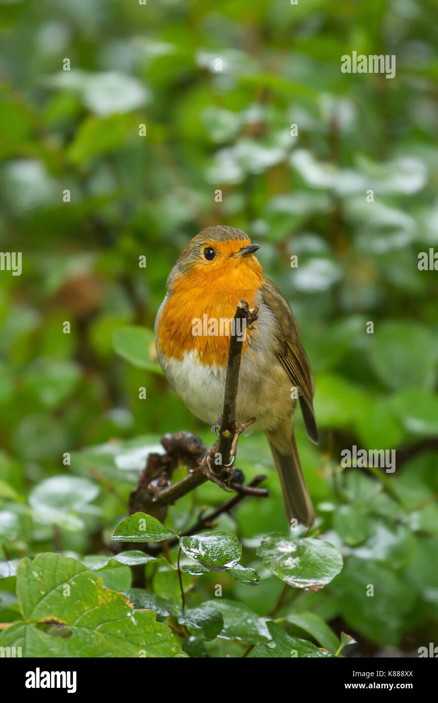 Bunter Robin sitzen auf einem Ast Stockfoto