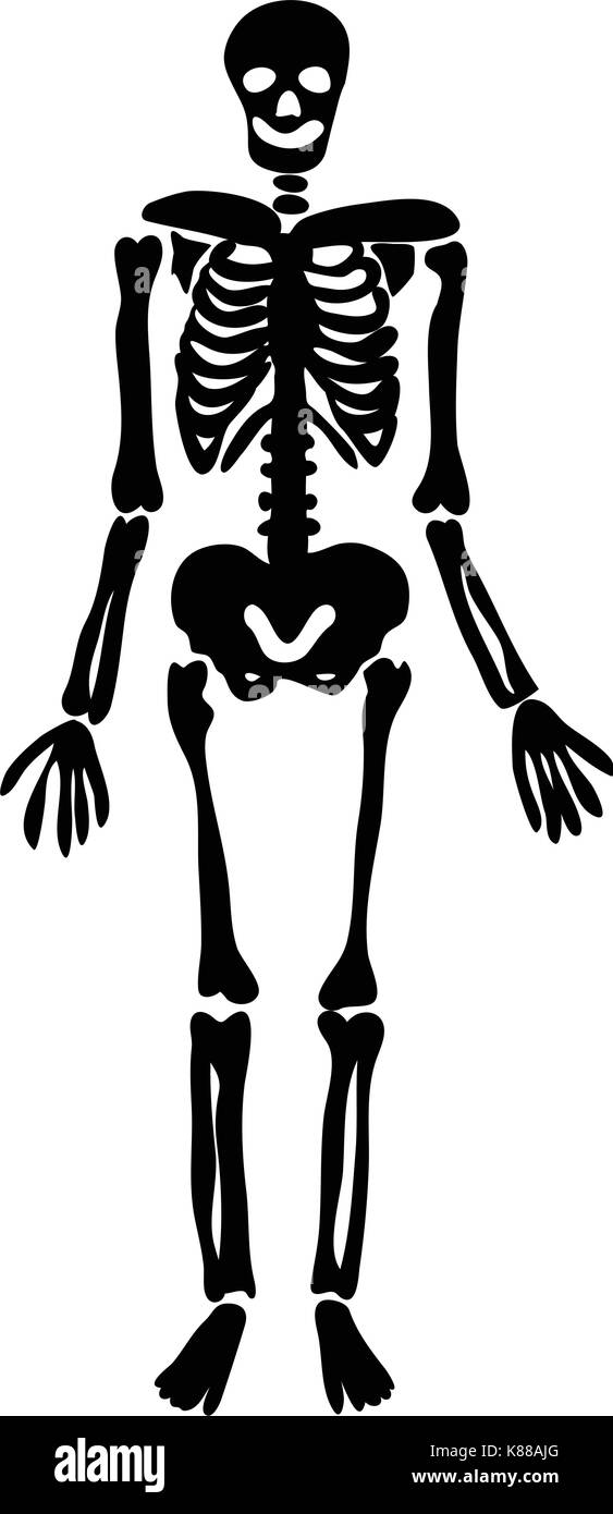 Halloween Skelett Vektor symbol Icon Design. Schöne Abbildung auf weißem Hintergrund Stock Vektor