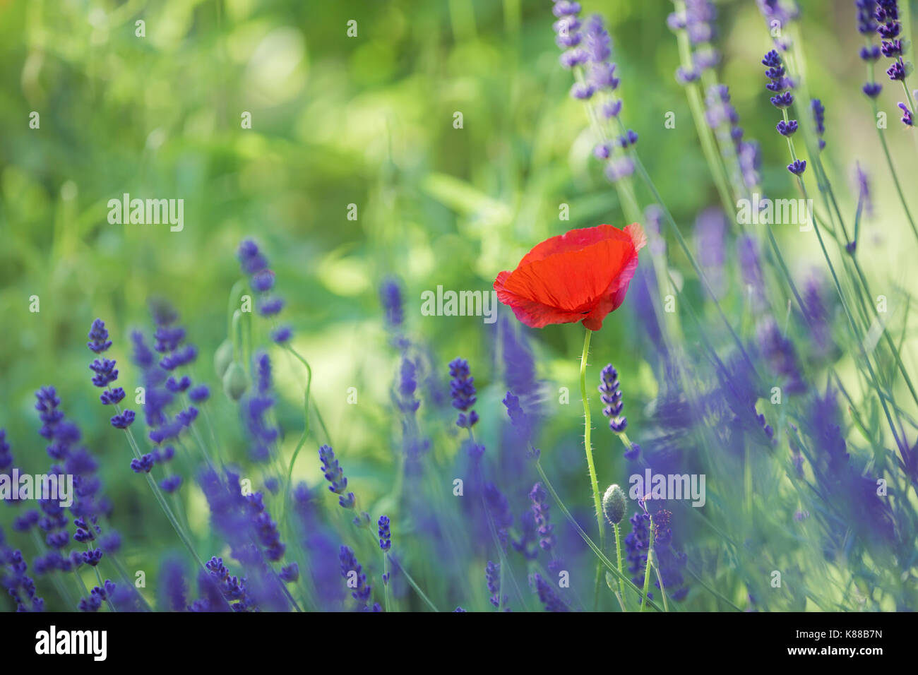 Roter Mohn Blume unter den Lavendel. Stockfoto
