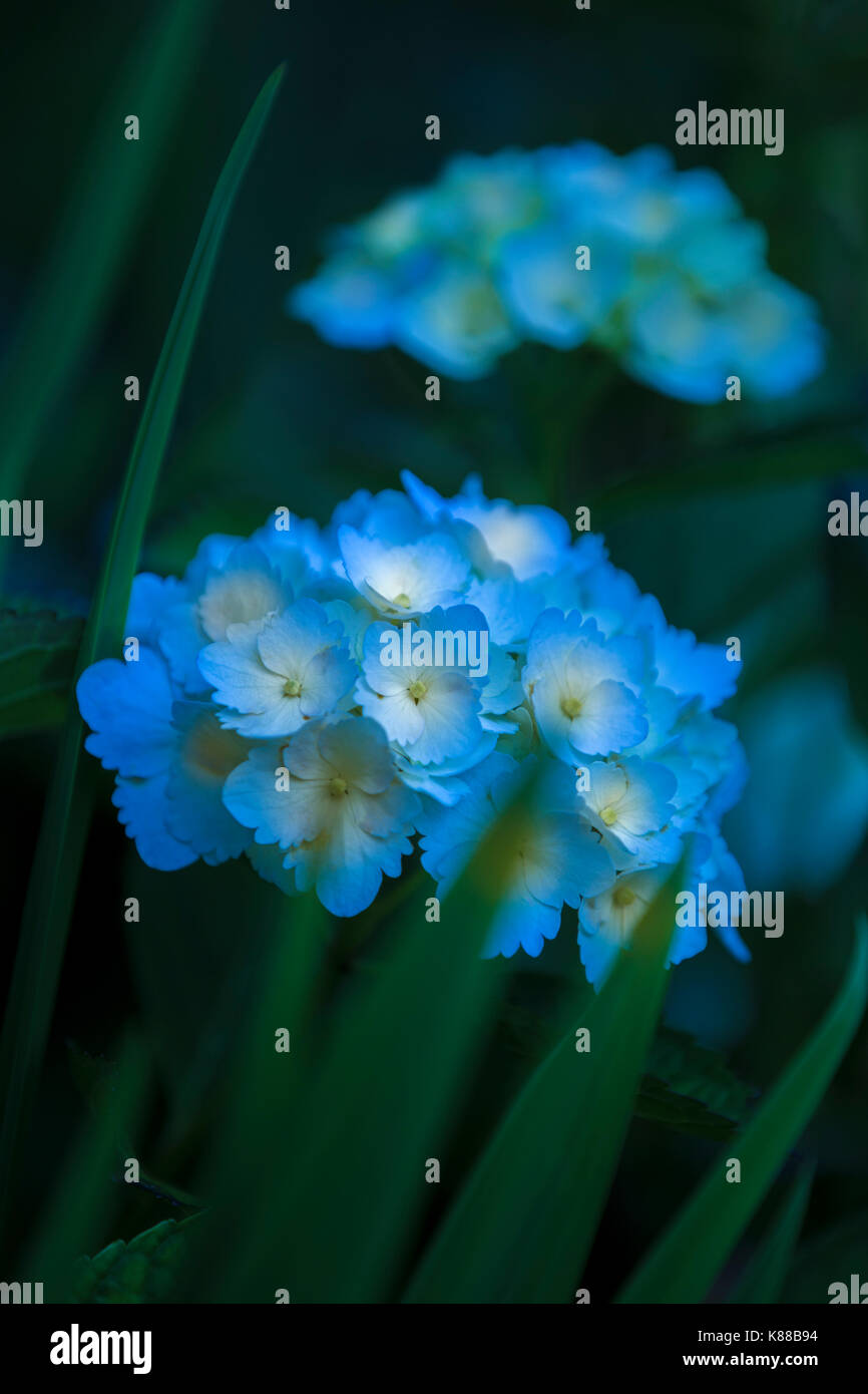 Blaue Hortensie Blumen. Stockfoto