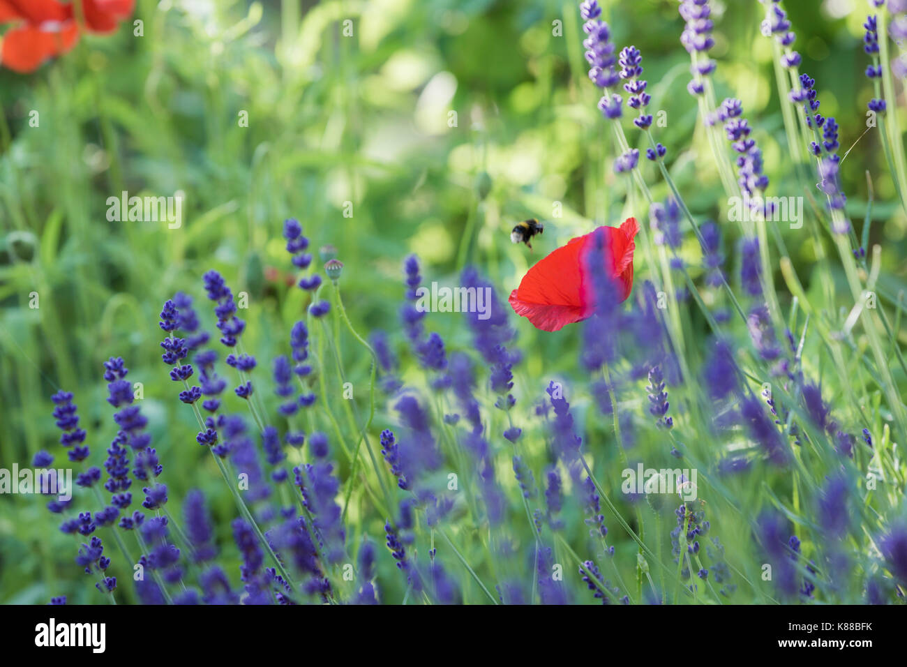 Red Poppy Flower und Lavendel. Stockfoto