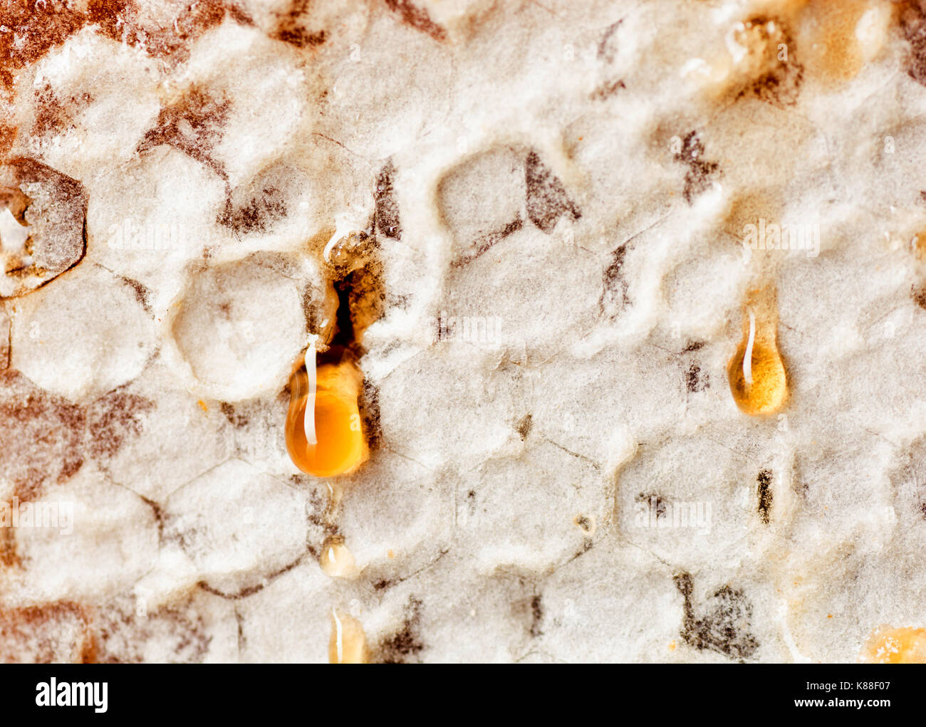 Honeycomb schließen bis auf den weißen Hintergrund isoliert. Stockfoto