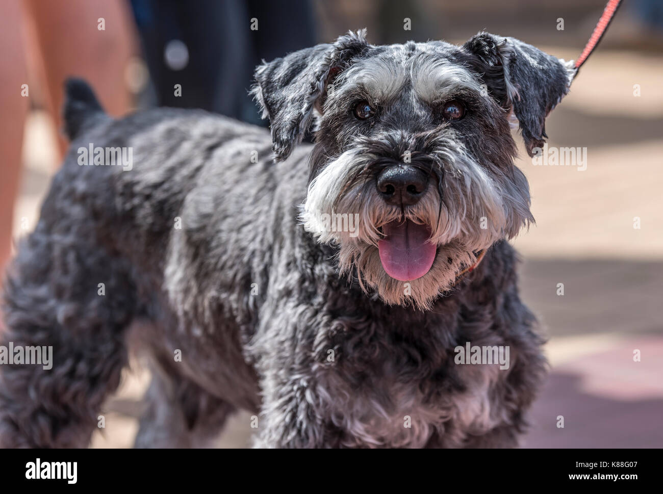 Ein Zwergschnauzer. direkt auf die Kamera, während für einen Spaziergang an einem sonnigen Sommertag Stockfoto