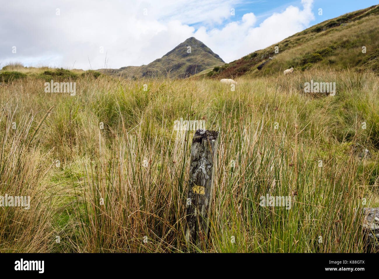 Verblasste hölzernen Fußweg Anmeldung Cnicht Bergweg in Snowdonia National Park. Croesor, Gwynedd, Wales, Großbritannien, Großbritannien Stockfoto