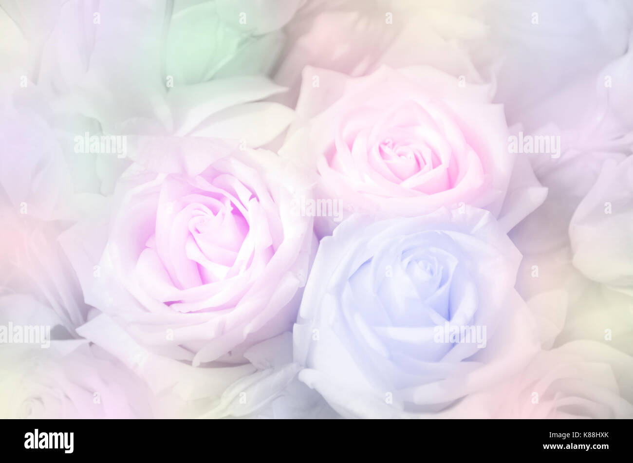 Rosen in sanften Pastelltönen. Stockfoto