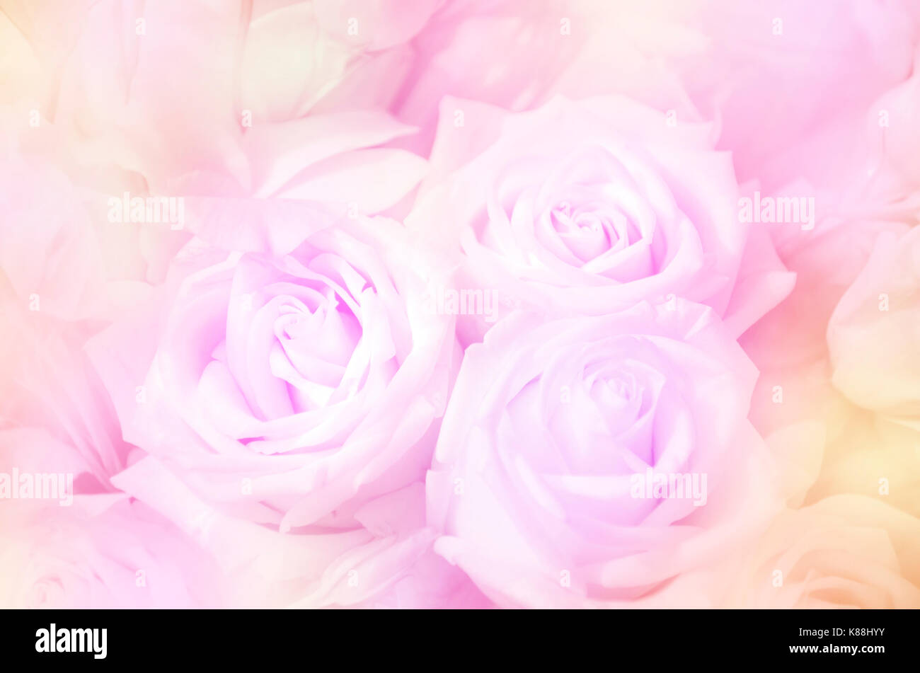 Rosen in sanften Pastelltönen. Stockfoto