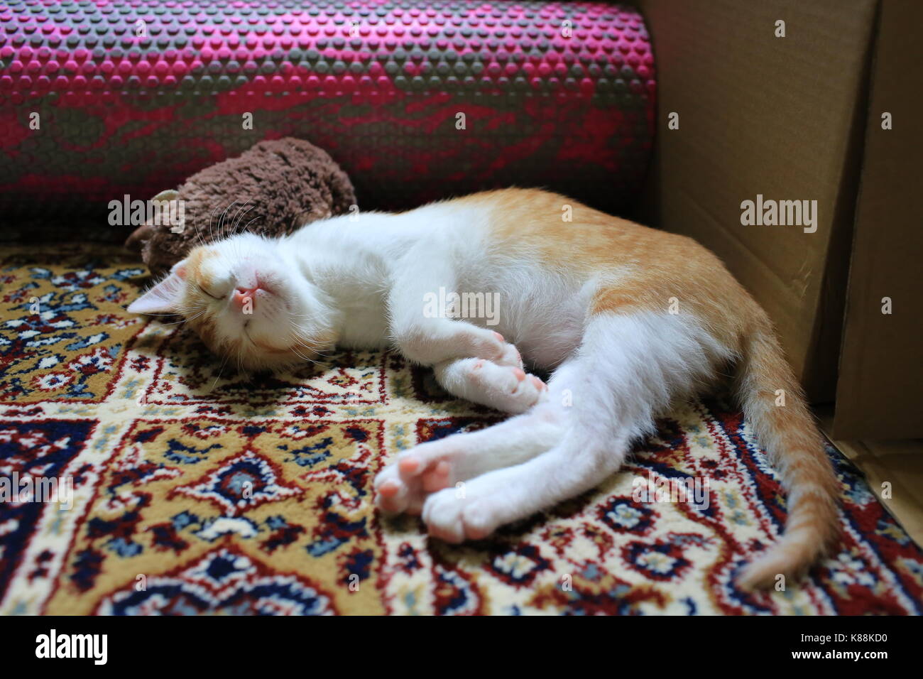 Ingwer weiß Baby Katze bedtime Stockfoto