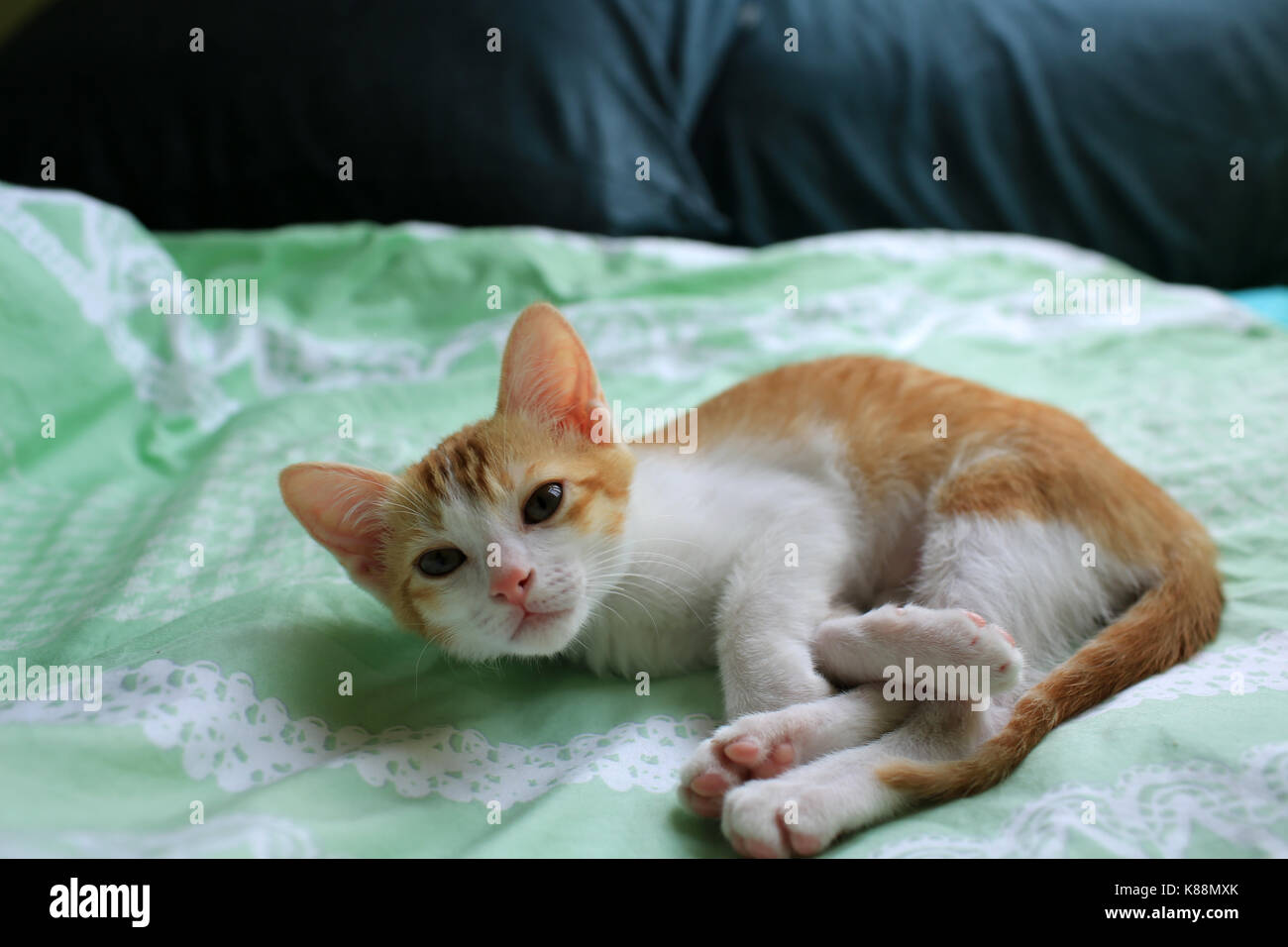 Ingwer weiß Baby Katze bedtime Stockfoto