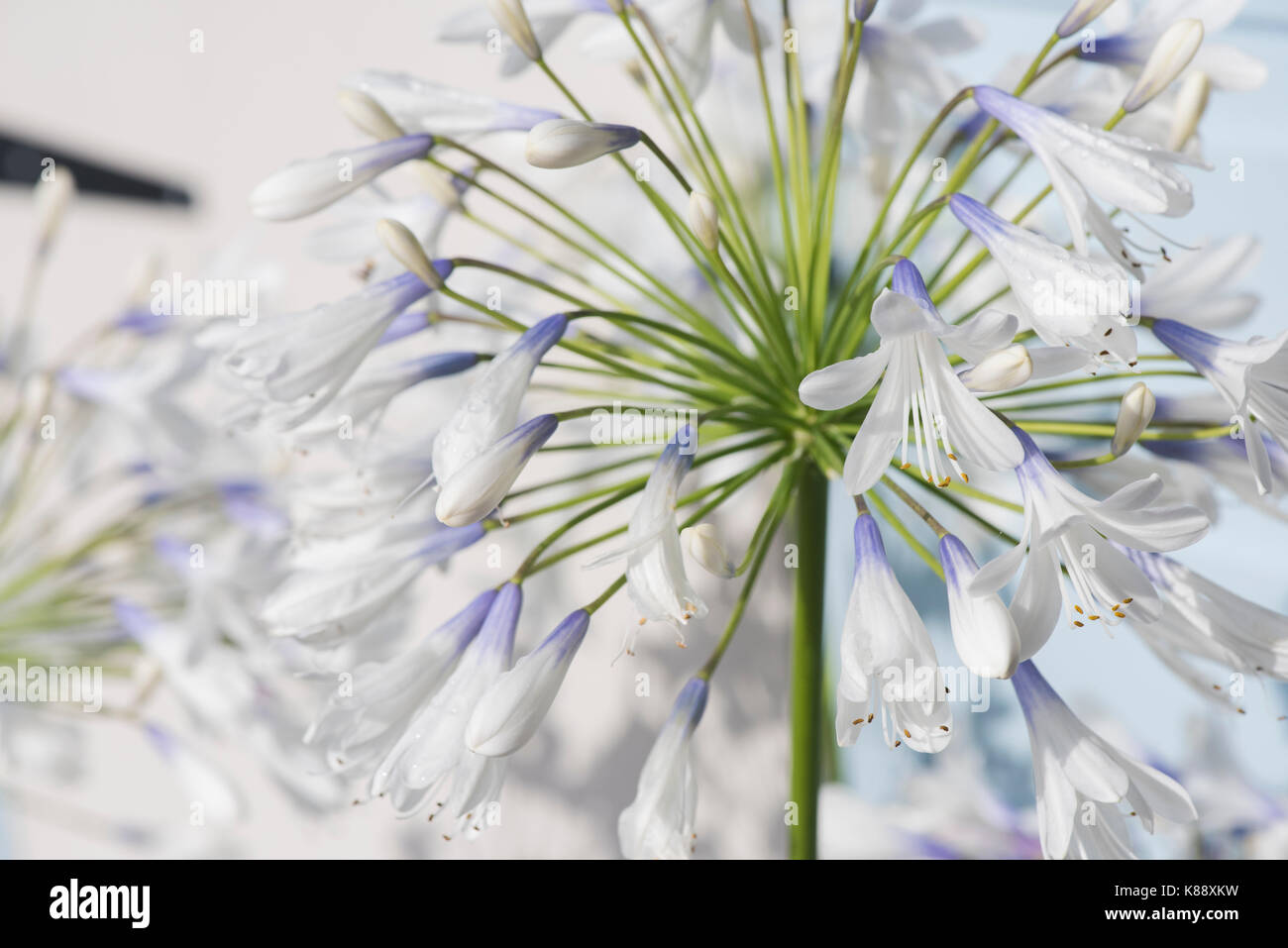 Agapanthus "Queen Mum". Schmucklilie Blumen an RHS Wisley flower show. Großbritannien Stockfoto