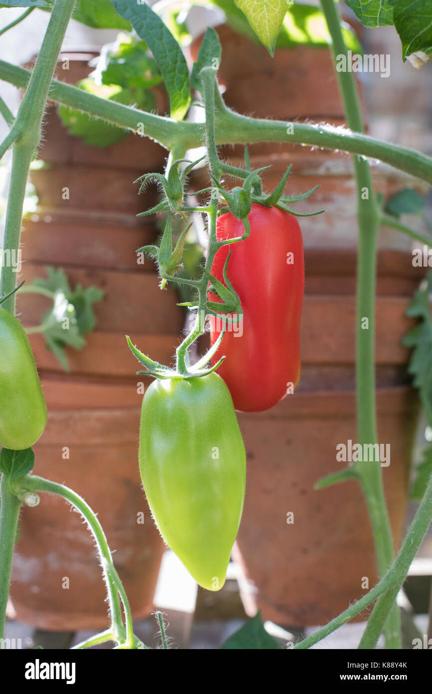 Solanum Lycopersicum. Plum Tomaten "Pomodoro", die an den Reben in einem Gewächshaus. Großbritannien Stockfoto