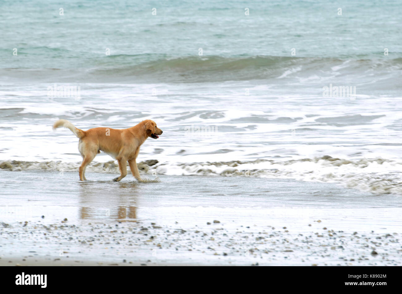 Golden Retriever spielen an der Küste am Strand während des Tages Stockfoto