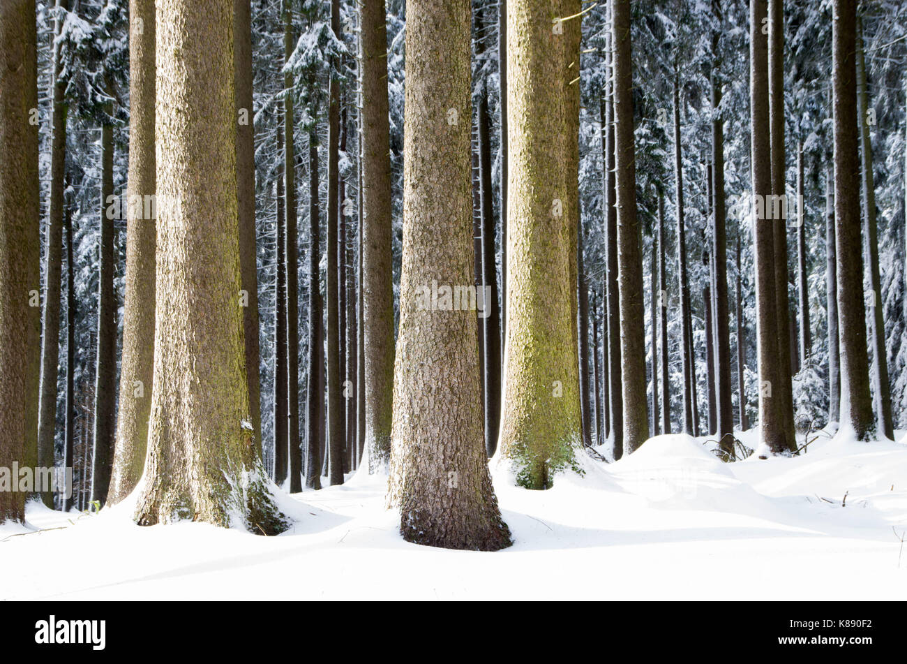 Winter Natur. Winter Wald Landschaft im frühen Winter morgen - laubbäume frosty Baum unter Winter Schneefall. Winter Natur Ansicht mit schneebedeckten Wäldern. Stockfoto