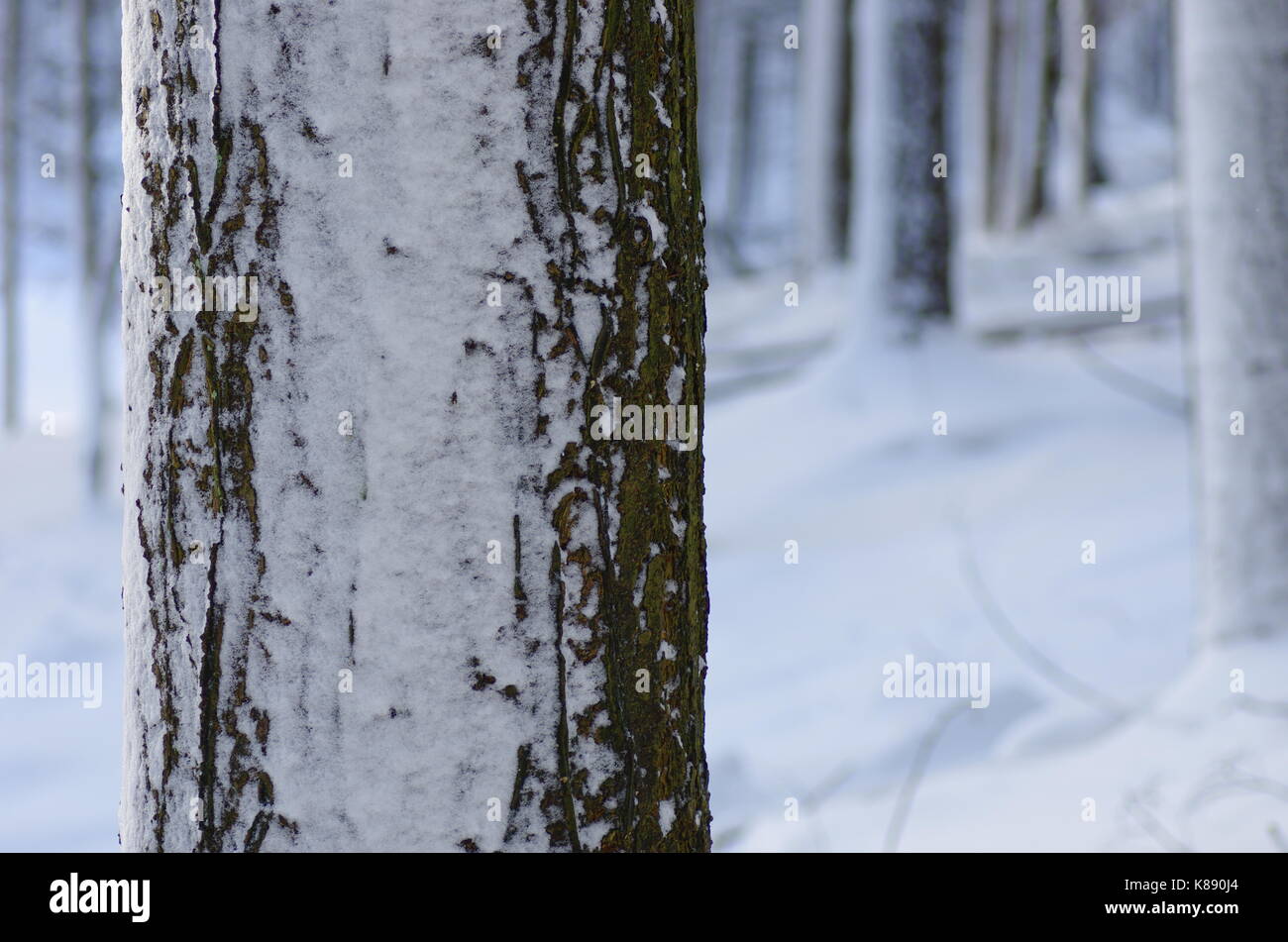 Winter Natur. Winter Wald Landschaft im frühen Winter morgen - laubbäume frosty Baum unter Winter Schneefall. Winter Natur Ansicht mit schneebedeckten Wäldern. Stockfoto