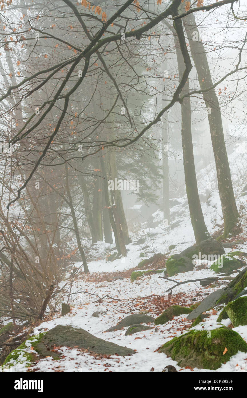 Winter Buchenwald, Detail der Protokolle, verschneite Gelände und winterliche Atmosphäre Stockfoto