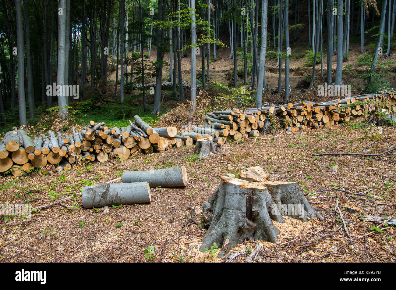 Zerstörung der Wälder für kommerzielle Zwecke. Stockfoto