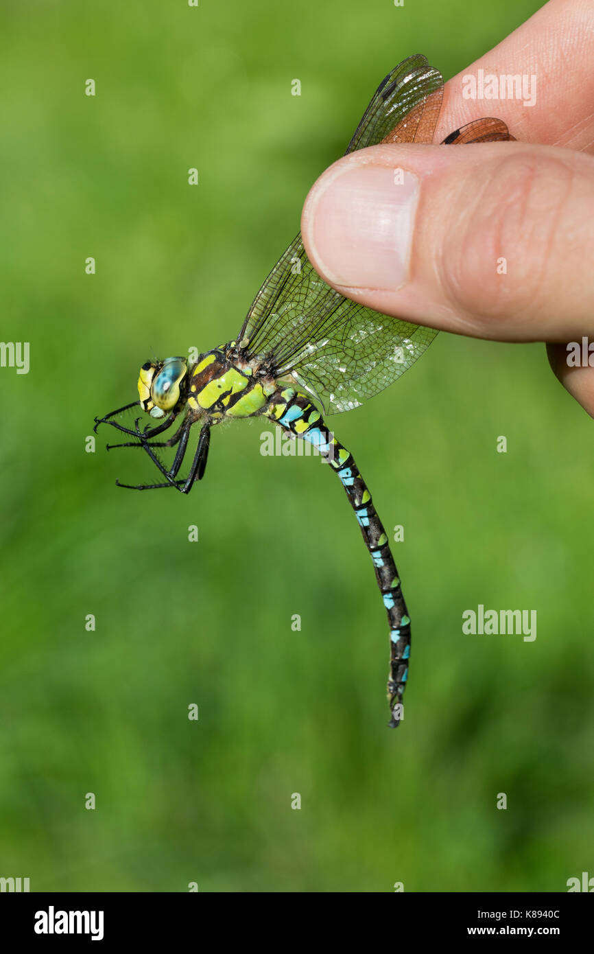 Libellen-Bestimmung, gefangene Libelle wird vorsichtig zwischen zwei Fingern erhalten, Entomologie, Biologie, Freilanduntersuchung, Zoologie, entomolo Stockfoto