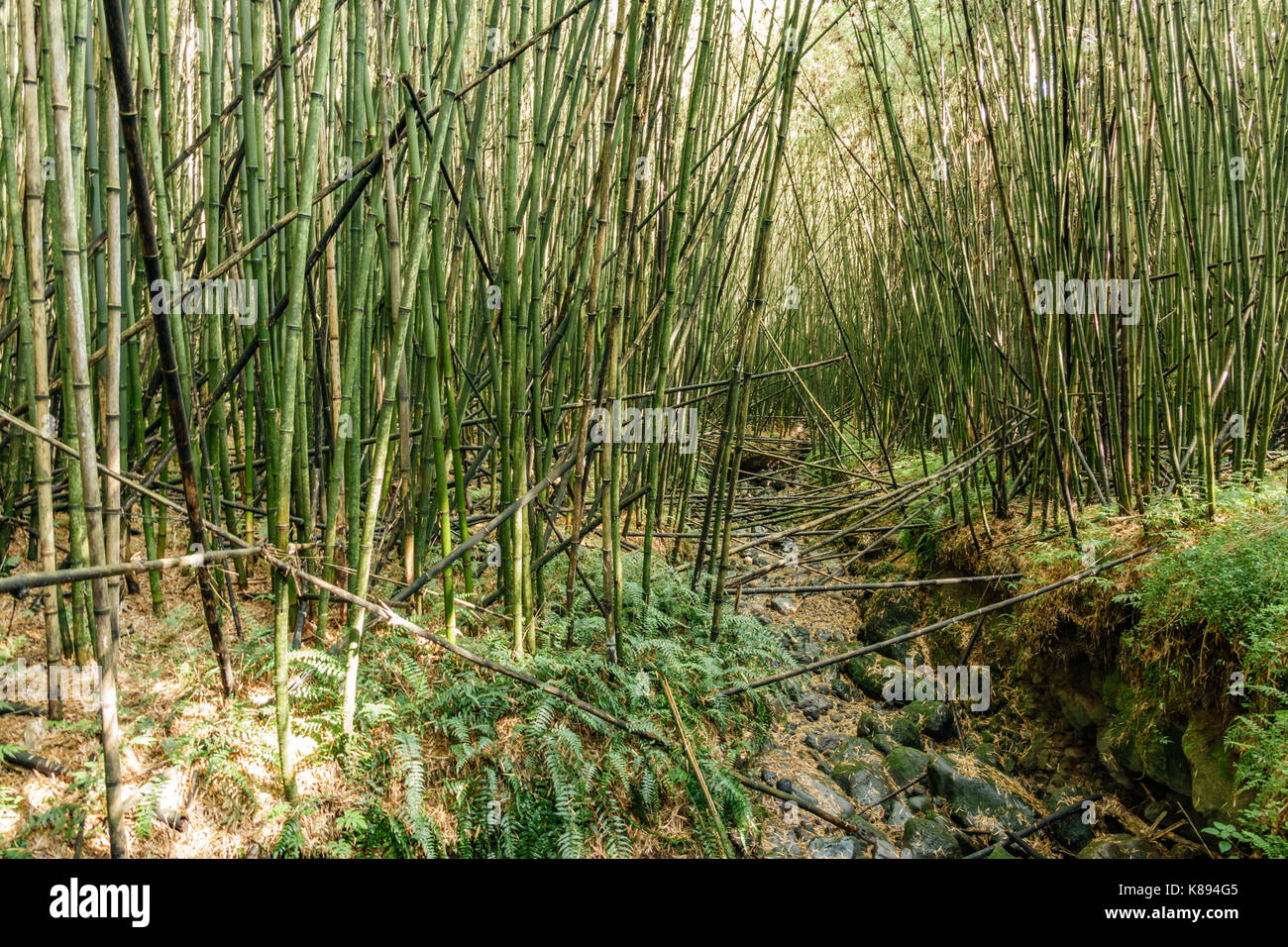 Bambus Wald im Hang des Vulkan Park Gorilla Trekking Stockfoto