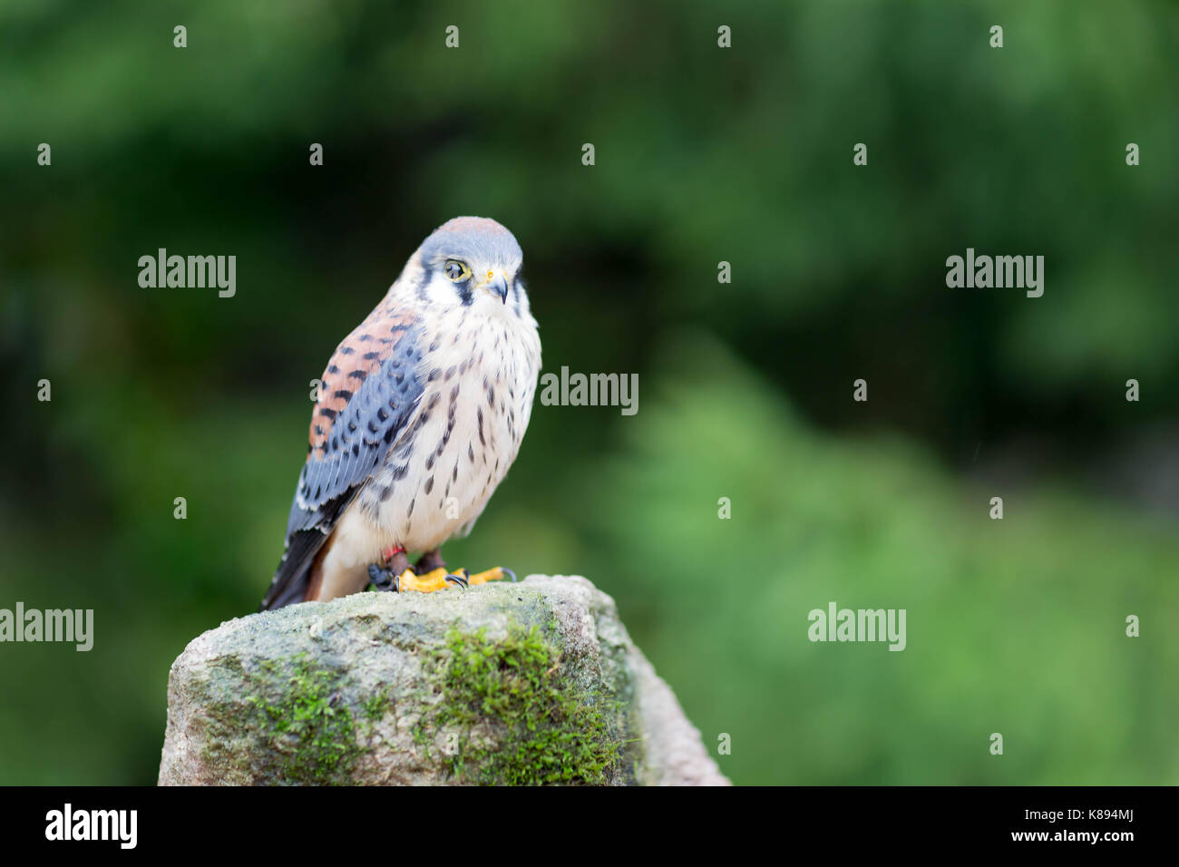 Amerikanische Kestrel Stockfoto