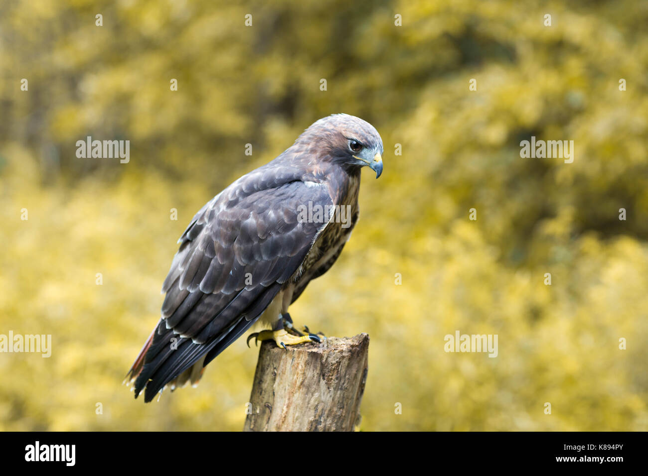 Golden Eagle Stockfoto