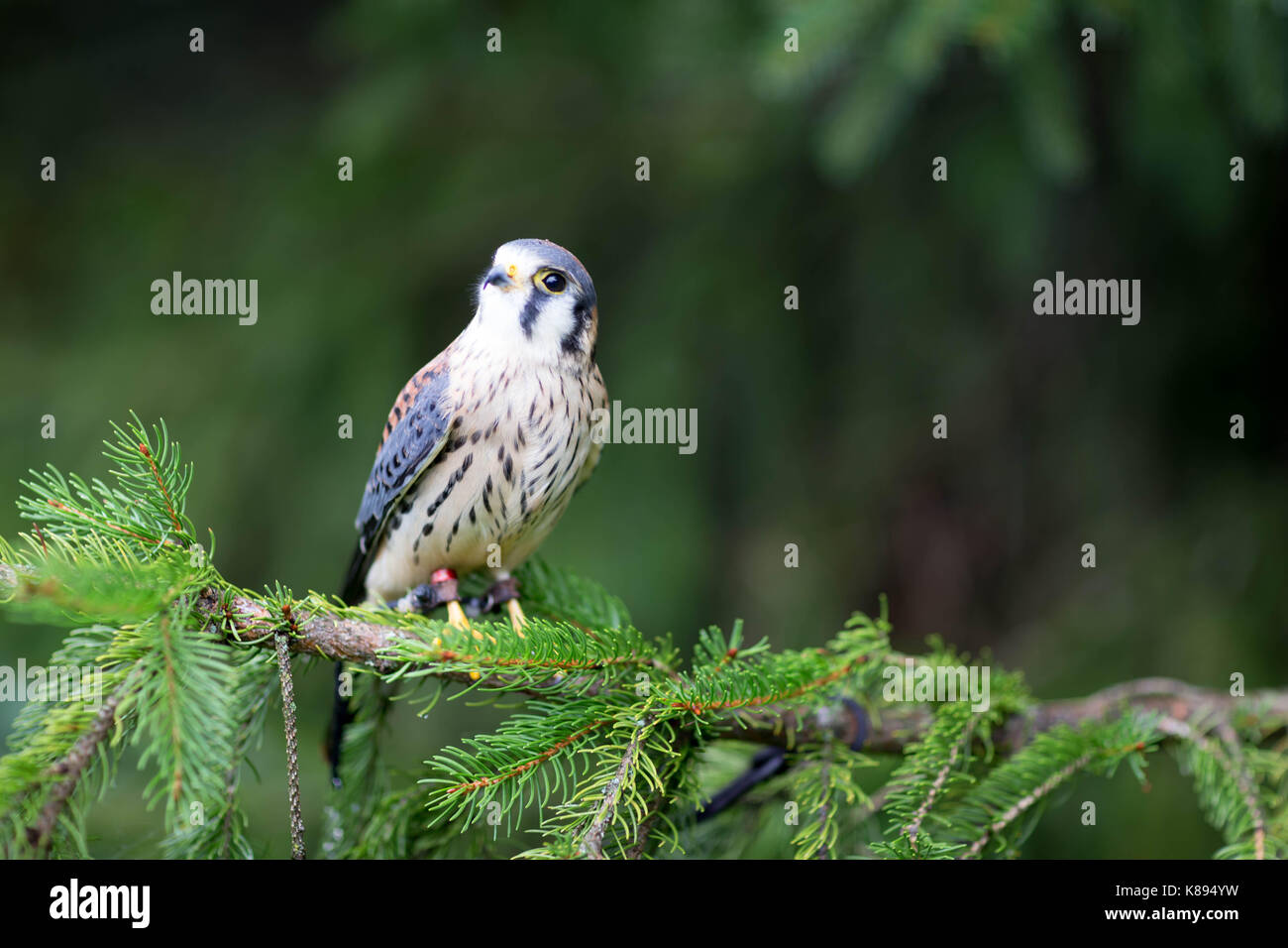 Amerikanische Kestrel Stockfoto