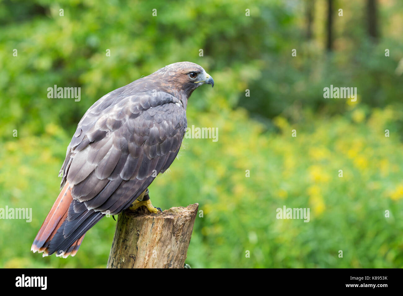 Golden Eagle Stockfoto