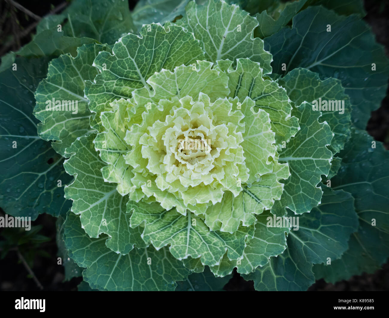 Stock Bild von einem Kohl oder Kopfkohl grünen Zweijährige Pflanze, die als jährlicher Gemüse Ernte angebaut. Stockfoto