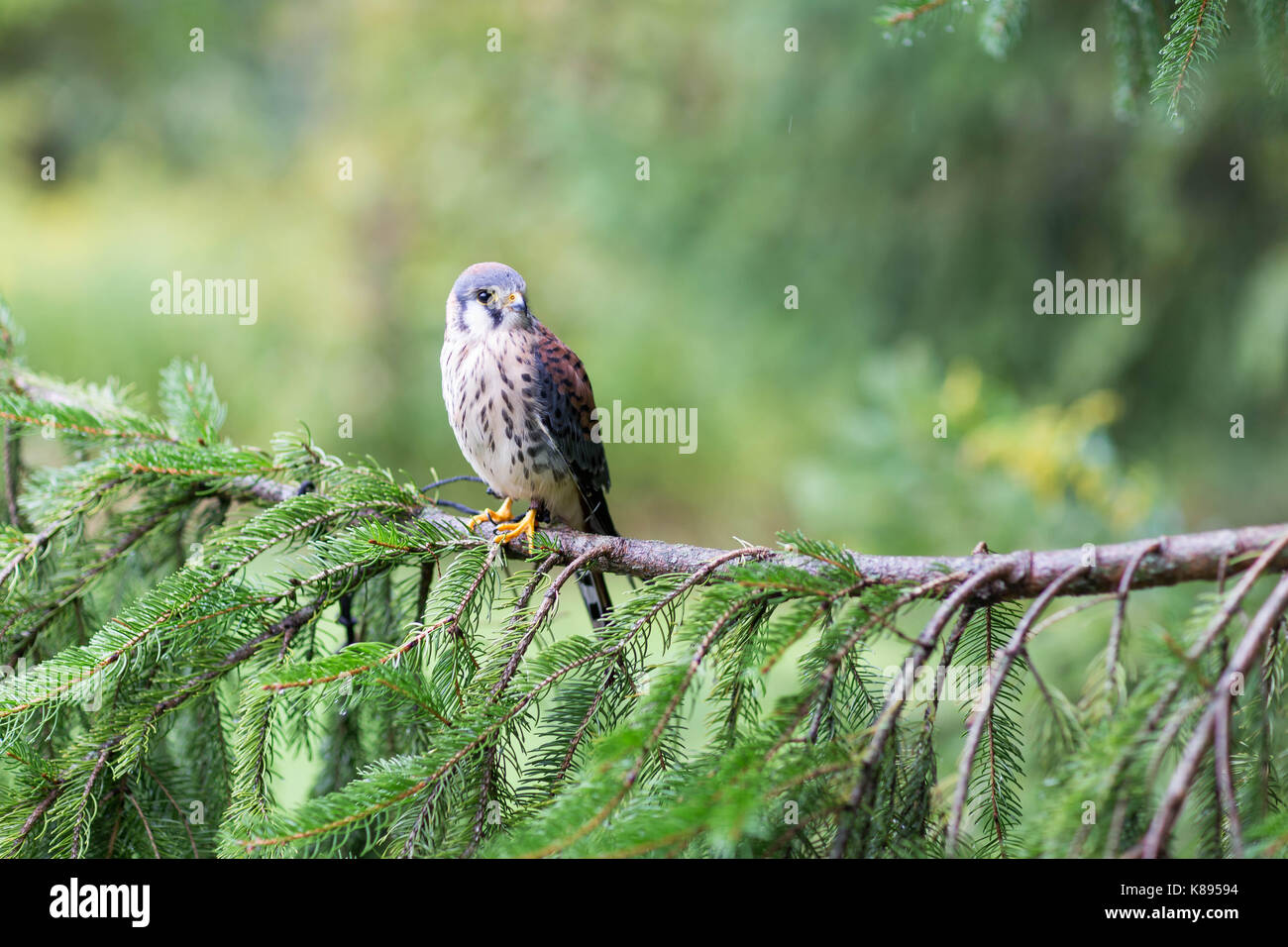 Amerikanische Kestrel Stockfoto