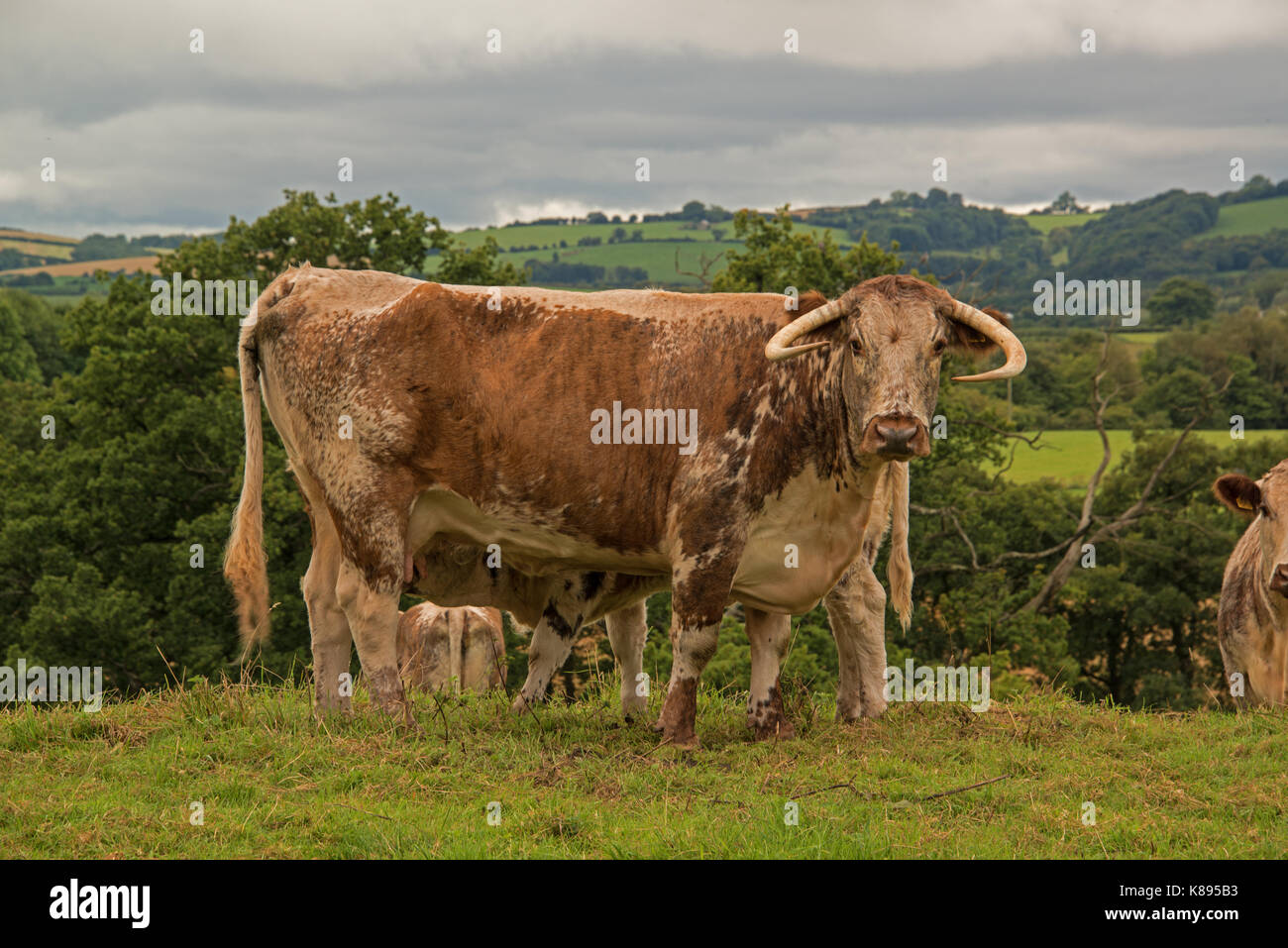 Vieh weiden in der Nähe Raglan schloss. West Wales. Stockfoto