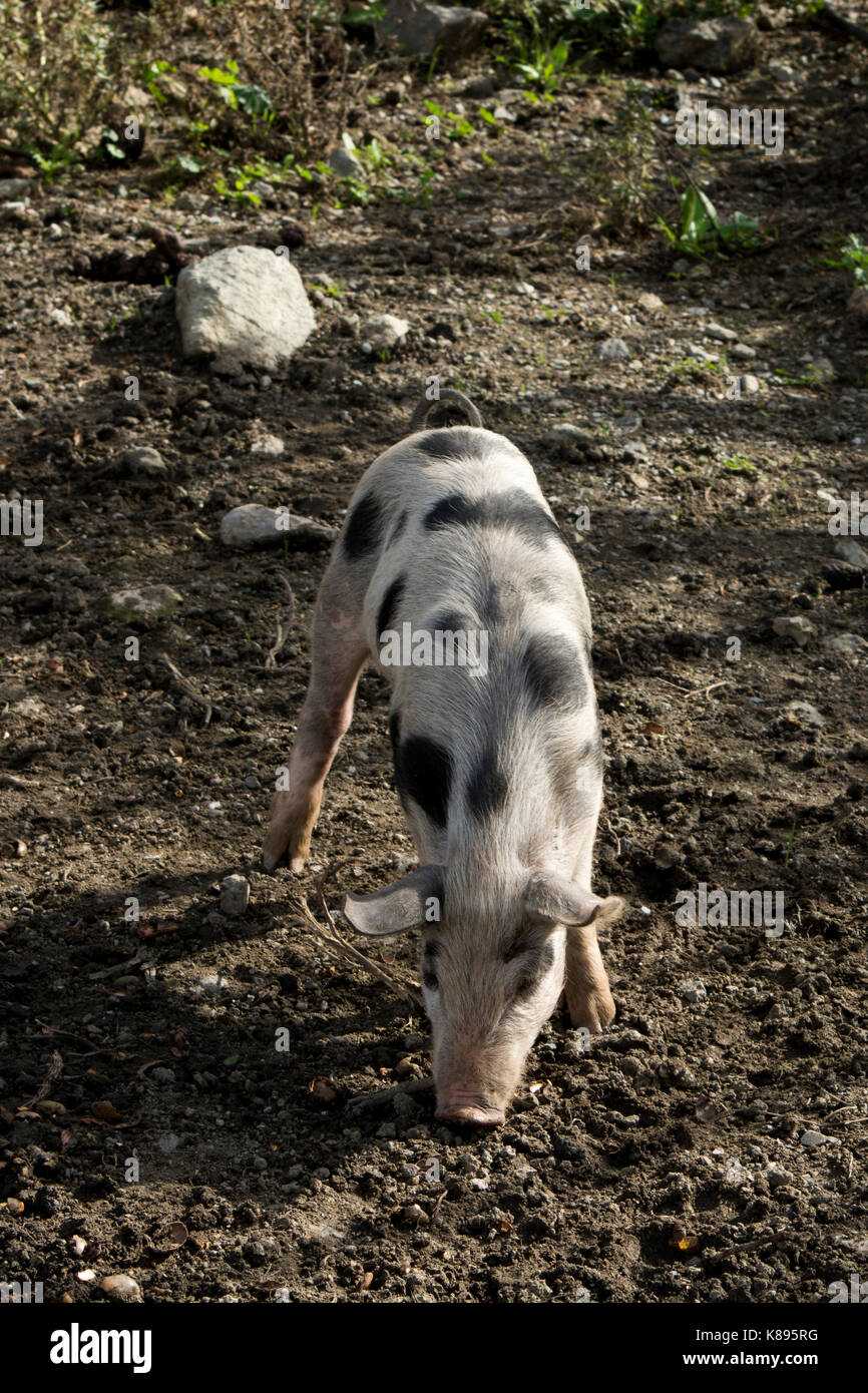 Ferkel in Patsos in den Bergen im Zentrum von Kreta. Ferkel im Herzen Kretas. Stockfoto