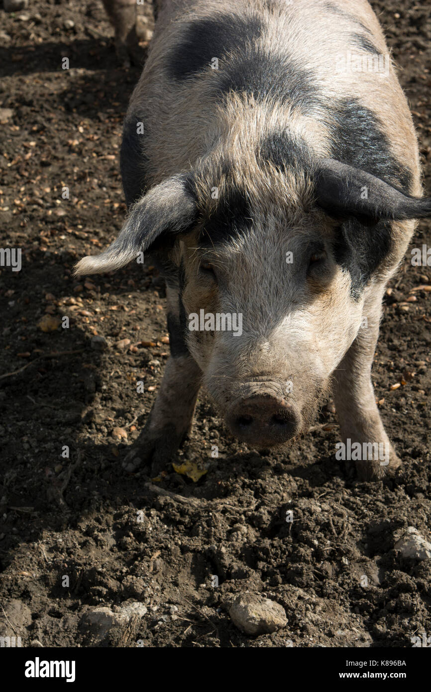 Wildschwein Patsos in den Bergen im Zentrum von Kreta. Eber im Herzen Kretas. Stockfoto