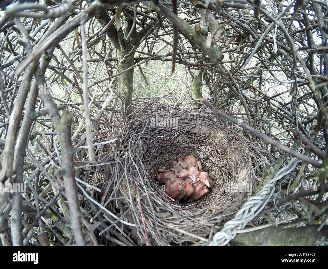 Das Nest der Elster (Pica Pica) in der Natur Stockfotografie Alamy