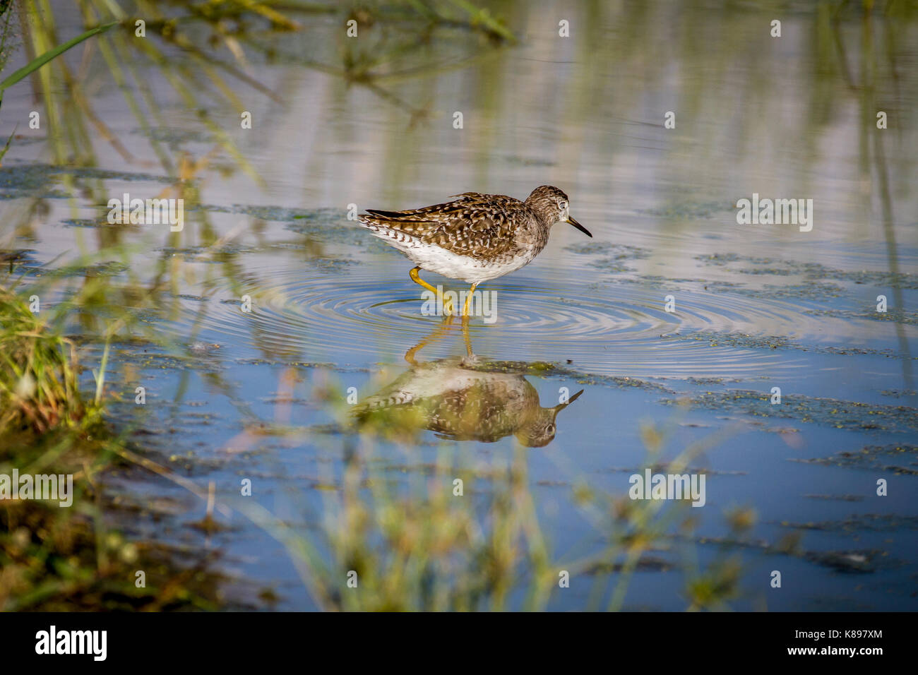 Bruchwasserläufer zu Fuß im Wasser in den Chobe National Park, Botswana. Stockfoto