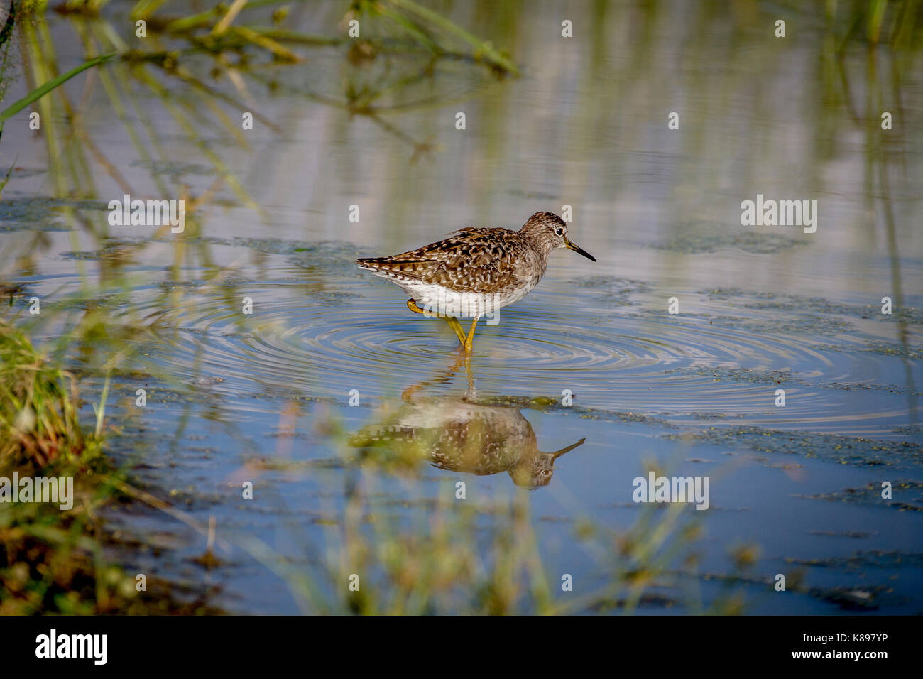 Bruchwasserläufer zu Fuß im Wasser in den Chobe National Park, Botswana. Stockfoto