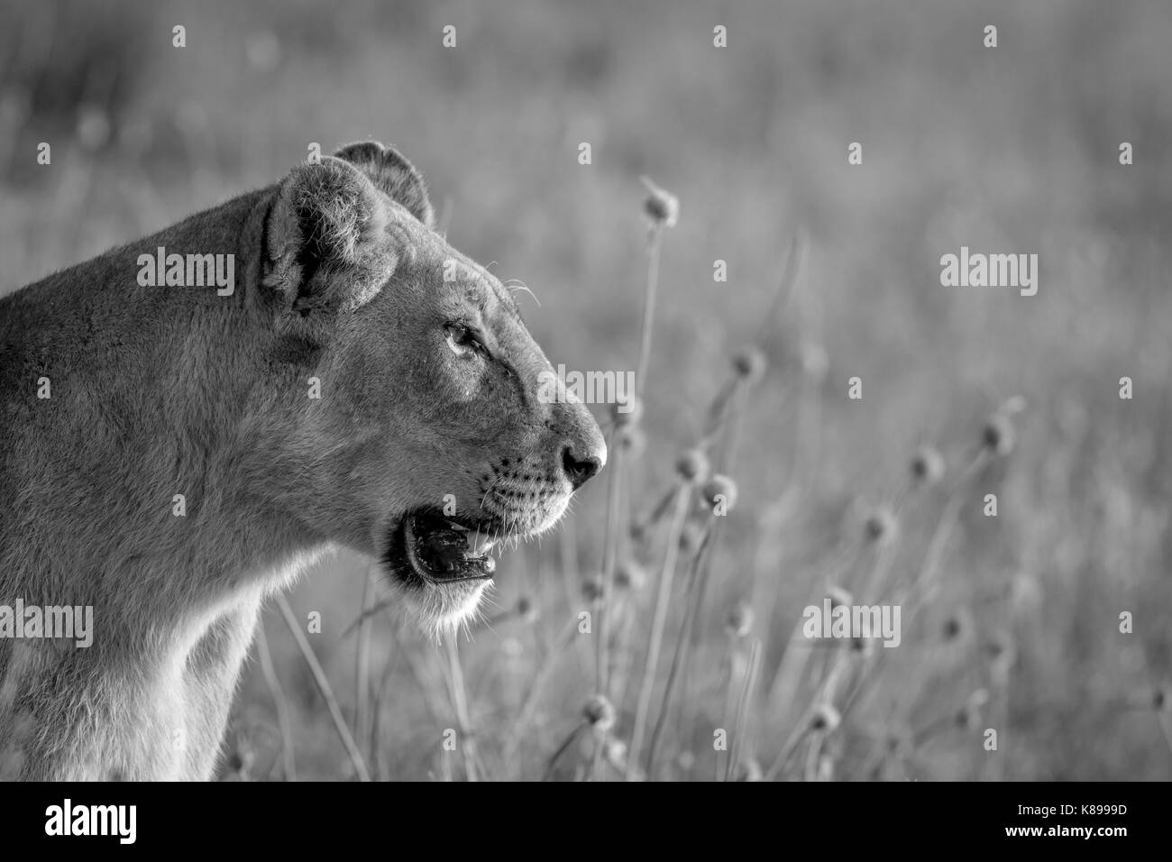 Seite Profil von ein Löwe im Gras in Schwarz und Weiß in den Chobe National Park, Botswana. Stockfoto