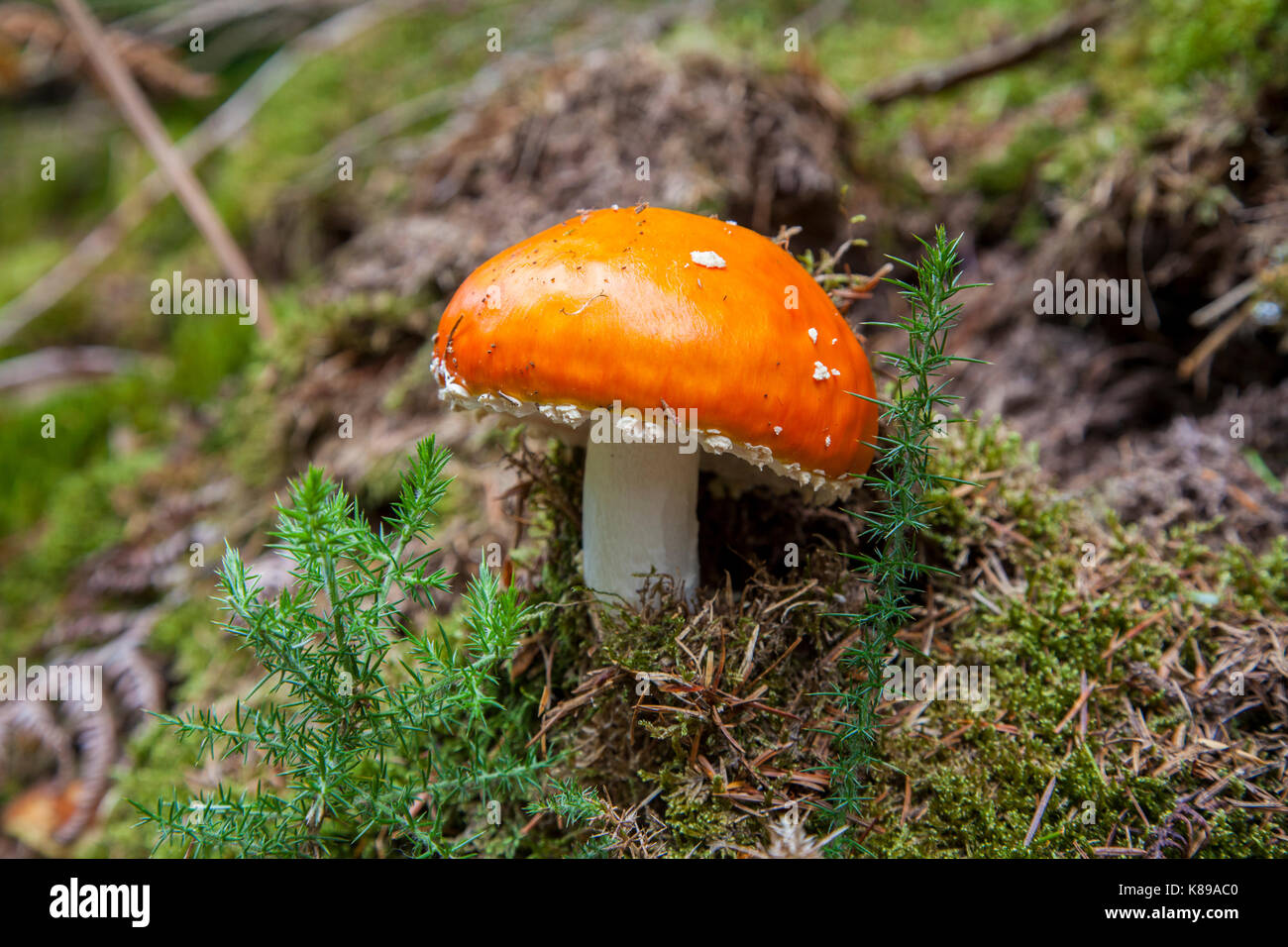 Bunte Wälder Pilze Fly Agaric Stockfoto