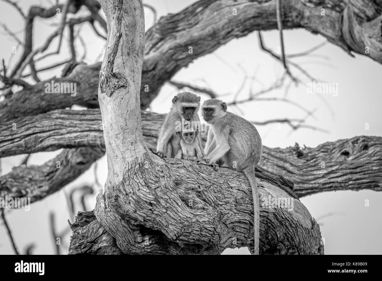 Familie von Vervet Affen sitzen in einem Baum in schwarz und weiß in den Chobe National Park, Botswana. Stockfoto
