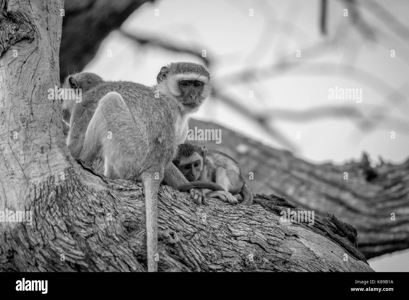Familie von Vervet Affen sitzen in einem Baum in schwarz und weiß in den Chobe National Park, Botswana. Stockfoto