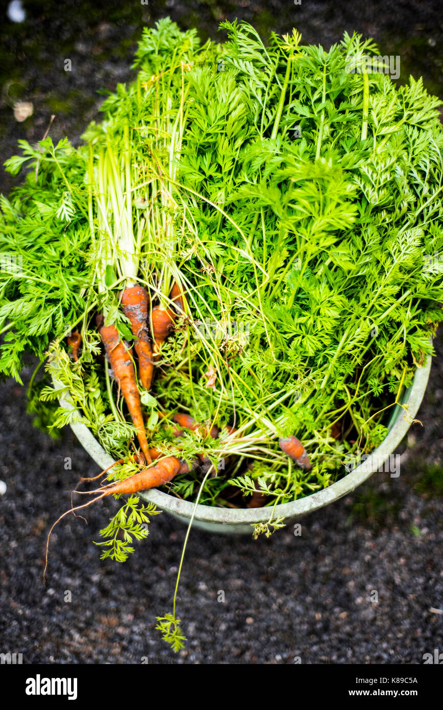 Karotten in einem Eimer Stockfoto