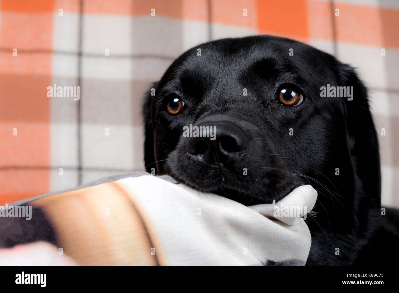 Schwarzer Labrador mit dem Kopf auf einem Kissen - Häuslich schwarzer Labrador Retriever Hund Haustier Stockfoto