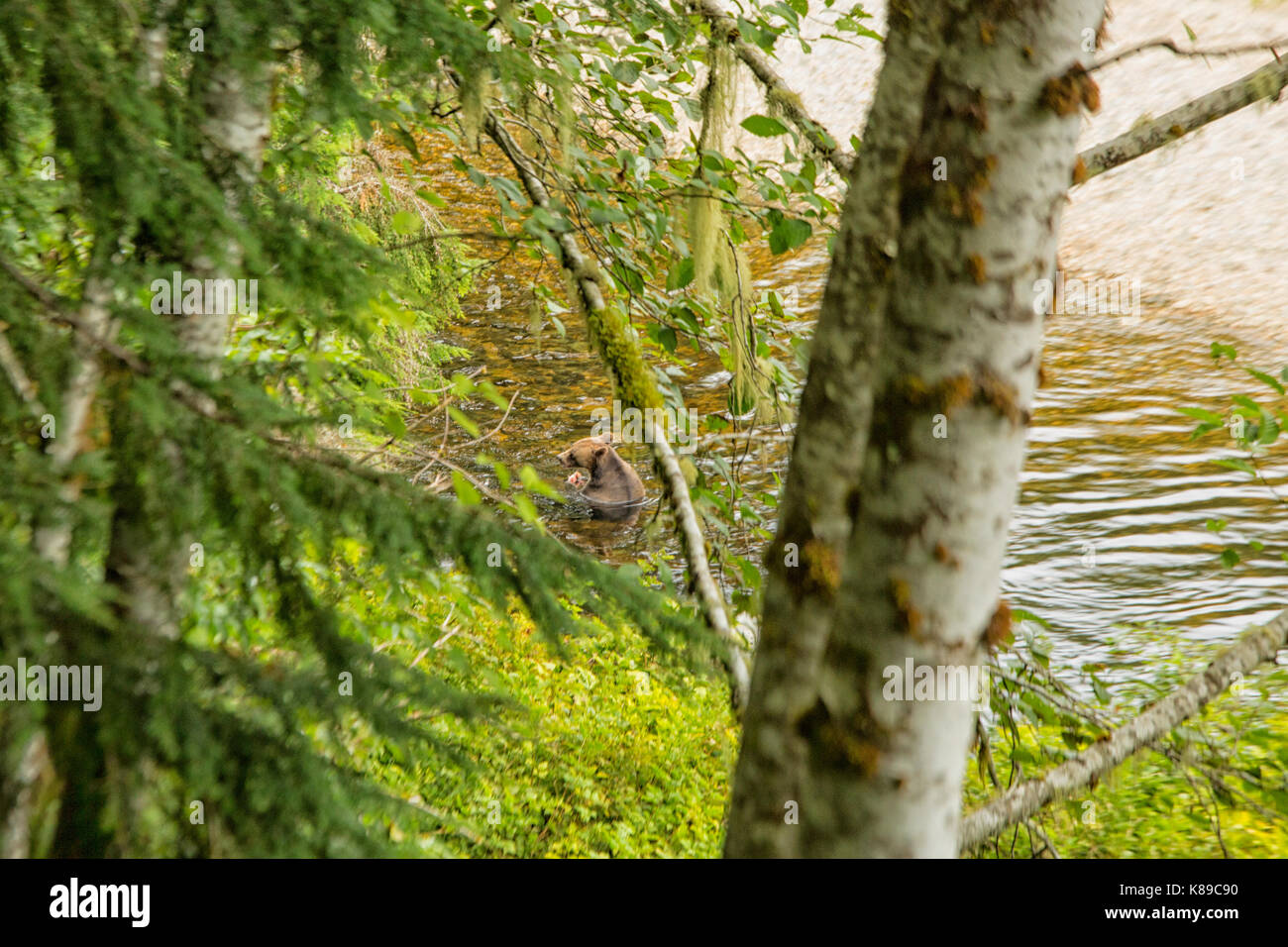 Grizzly Bär im Fluss Stockfoto