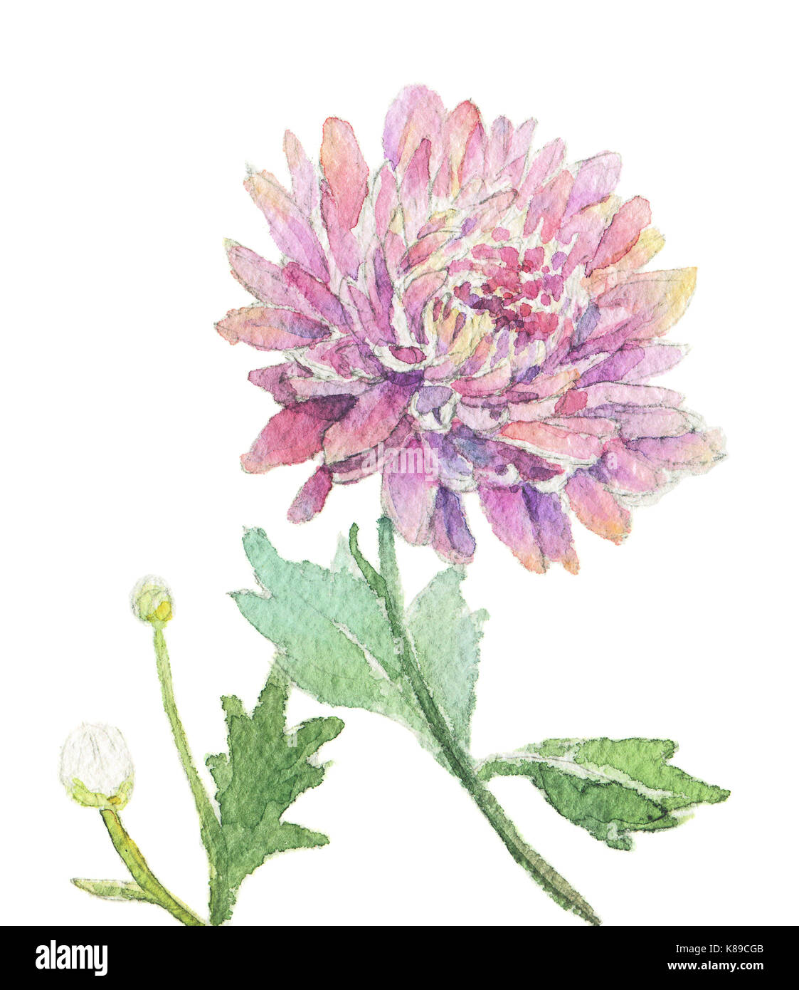 Aquarell von Hand bemalt rosa Chrysanthemen. auf weißem Hintergrund Arbeit weg isoliert Stockfoto