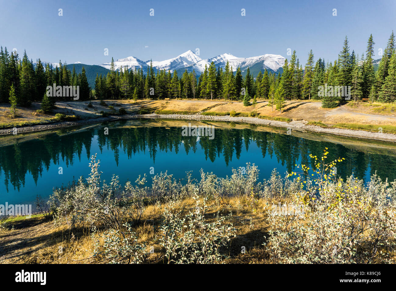 Forgetmenot Teich Kananaskis AB Stockfoto