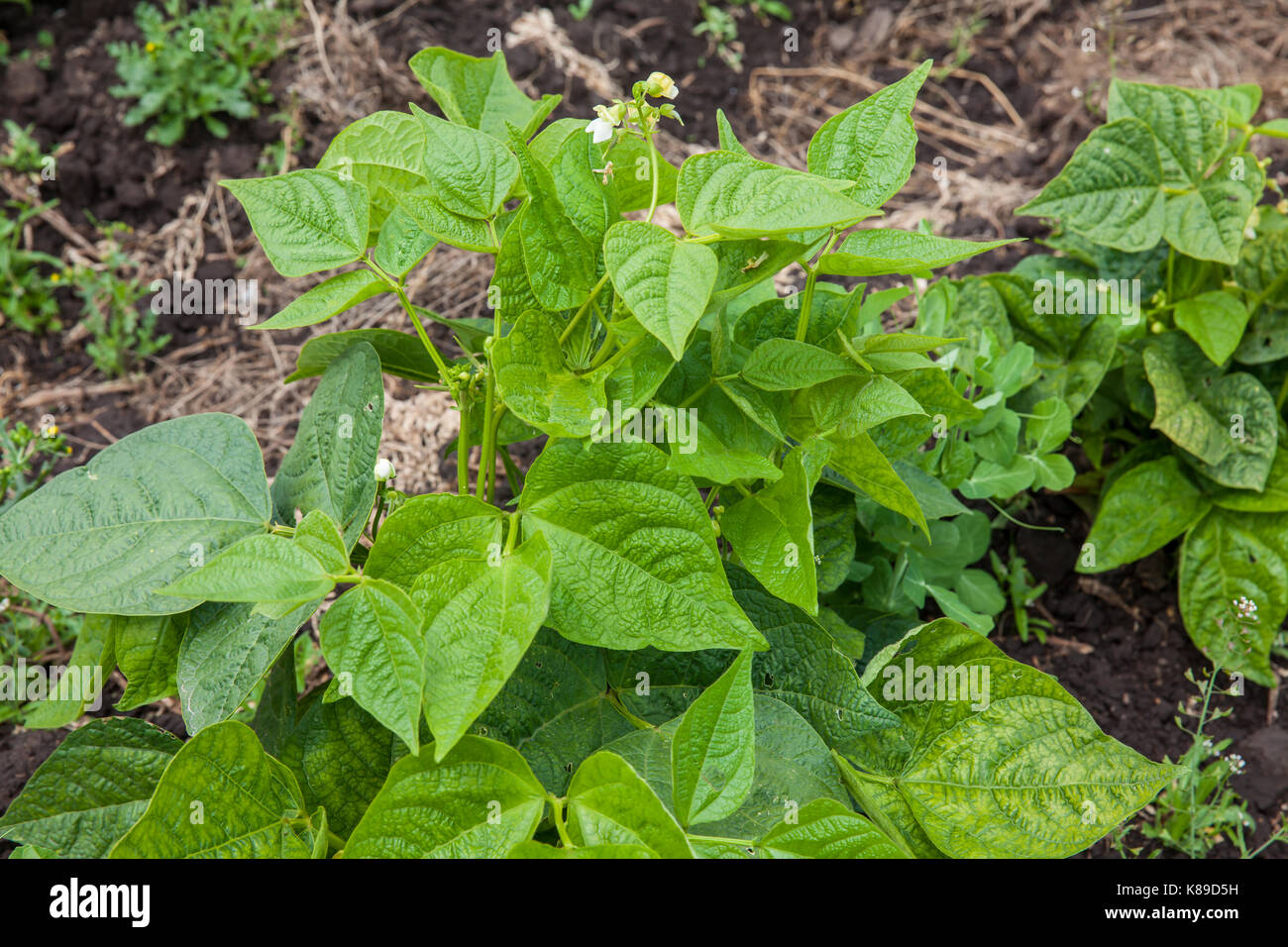 Gewöhnliche Bohne (Phaseolus vulgaris) bei Anbau Feld Stockfoto