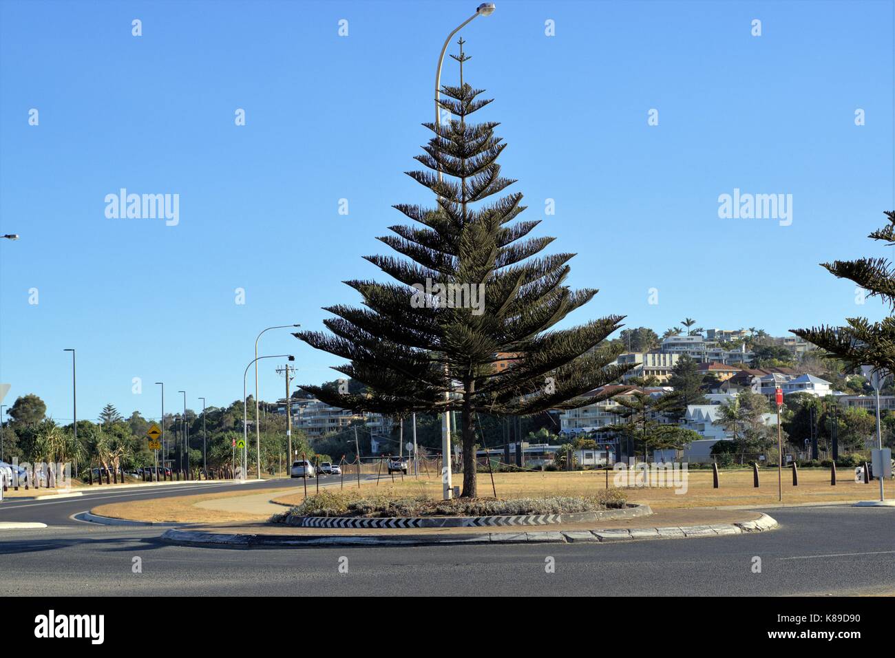 Kreisverkehr in der australischen Stadt von Coffs Harbour. Baum im Kreisverkehr, Geschwindigkeit, Drehzahl Schalter Schild, kein Anhalten Zeichen Stockfoto