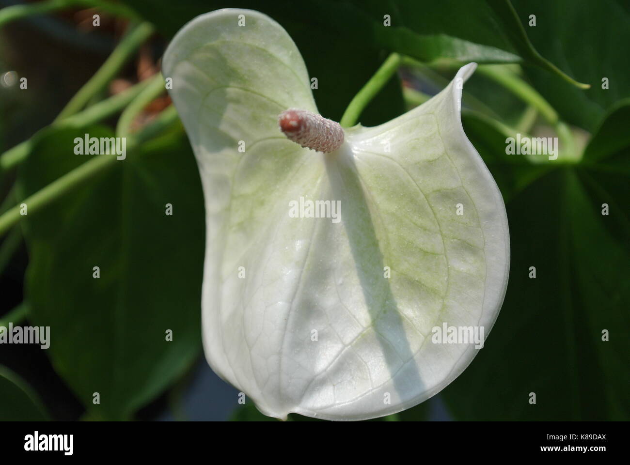 Tropische flamingo Blume Stockfoto