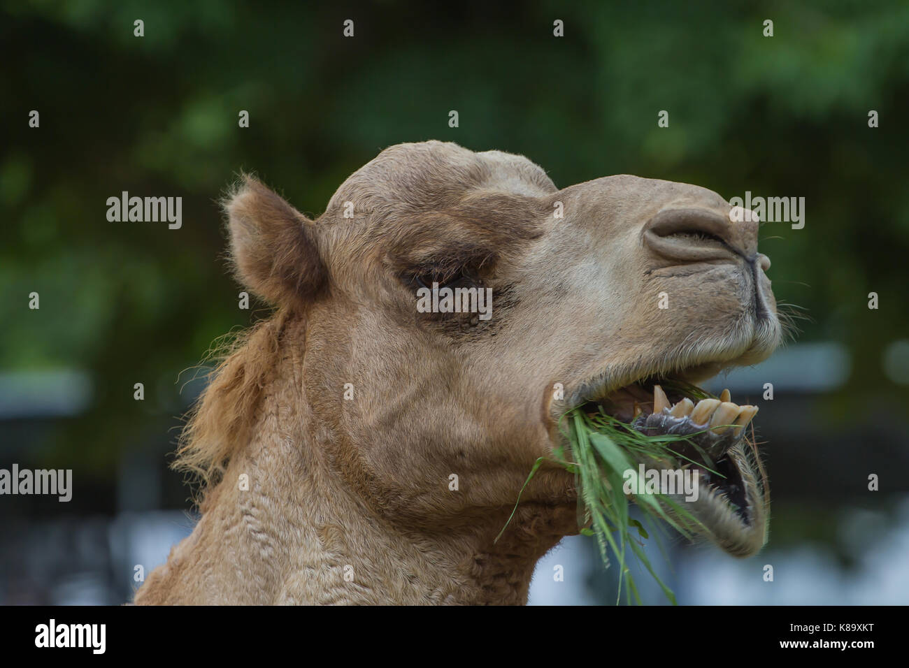 Kamele fressen Heu auf einem Kamel Farm Thailand Stockfoto