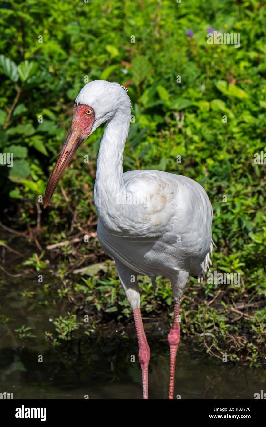 Sibirischen Kranich/Siberian White Crane/Schnee Kran (Leucogeranus leucogeranus) Nahrungssuche im flachen Wasser der Brook Stockfoto