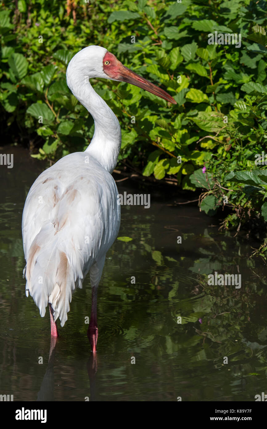 Sibirischen Kranich/Siberian White Crane/Schnee Kran (Leucogeranus leucogeranus) Nahrungssuche im flachen Wasser der Brook Stockfoto