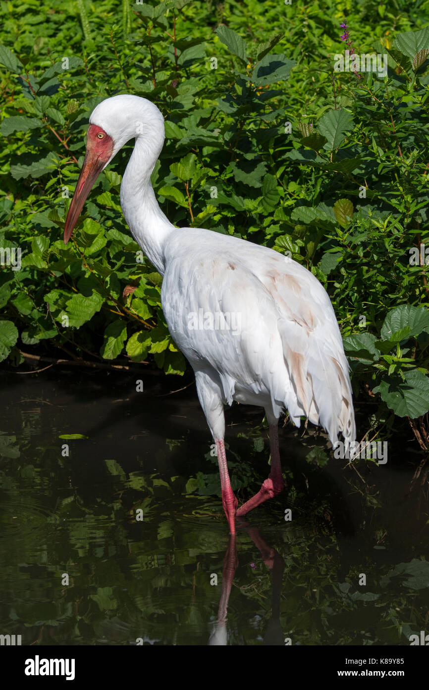 Sibirischen Kranich/Siberian White Crane/Schnee Kran (Leucogeranus leucogeranus) Nahrungssuche im flachen Wasser der Brook Stockfoto