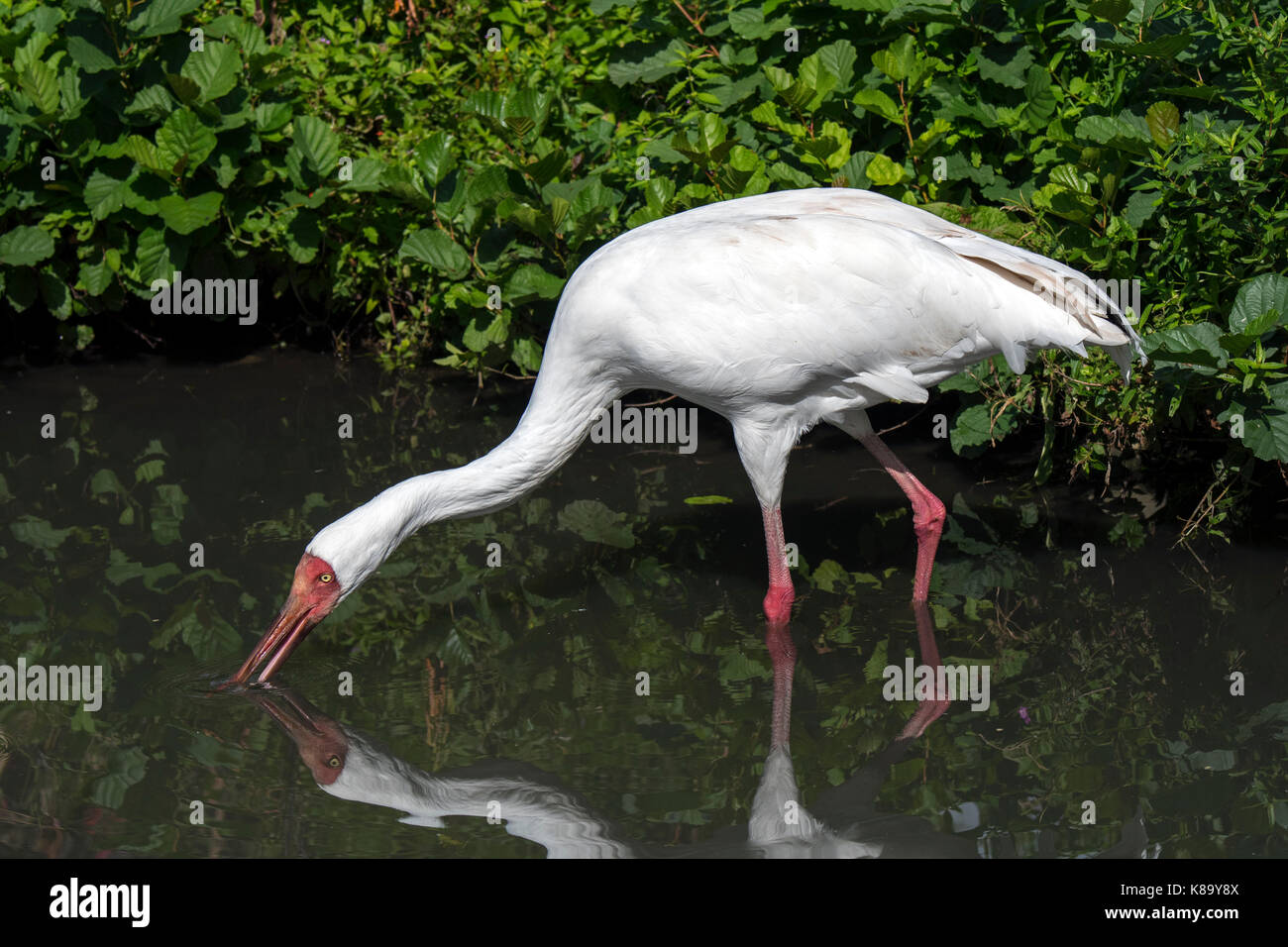Sibirischen Kranich/Siberian White Crane/Schnee Kran (Leucogeranus leucogeranus) Nahrungssuche im flachen Wasser der Brook Stockfoto